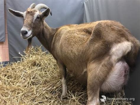 Cabrito deshuesado en su salsa, acompañado de verduras a la plancha fileteadas y verdes de estación, en san honorato. Estos 3 cabritos bebés iban a morir pero hicieron algo que ...