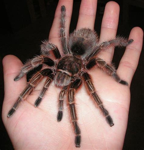 Its only means of deterring predators are a thick. Everything You Need To Know About Rose Hair Tarantulas ...