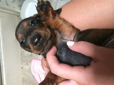 Zoe raw, from somerset, was left utterly confused when she couldn't see her adorable dachshund puppies. Dachshund puppy dog for sale in dunkirk, Indiana