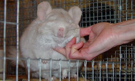 However, they are not always the ideal pet choice for everyone. Whether or not a pet chinchilla bites mostly depends on ...