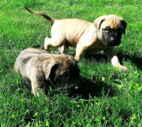Pine meadow mastiffs & retrievers. Huge AKC Registered English Mastiff Puppies for Sale in Grants Pass, Oregon Classified ...