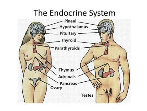 Check spelling or type a new query. Human Placental Lactogen example : Estrogen ,Progesterone ...