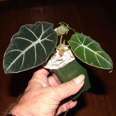 It is a beautiful house plant because of its peculiar white veined leaves. Polynesian Produce Stand : ~BLACK VELVET~ Alocasia ...