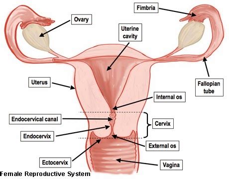 The following structures all contribute to the production and maintenance of an egg as part of the female reproductive process. Daily Health Mag: Female Reproductive System