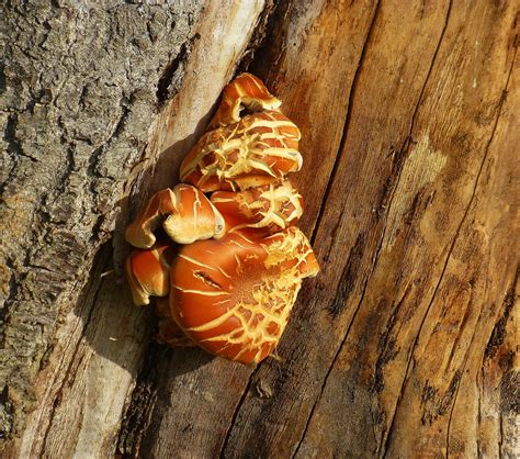 Pilze leben in symbiose mit den bäumen und sind nicht deren feinde, es gibt natürlich aggressive und weniger aggressive pilzarten, aber erst wenn ein baum durch andere ursachen wie z.b. Am Baum Foto & Bild | natur, pflanzen, pilze Bilder auf ...