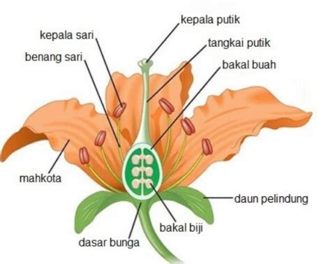 Bagian bagian bunga dan fungsinya. Fungsi Kepala Sari Pada Bunga | Pengayaan.com