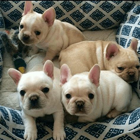 Sort by mum is a kc registered pup dad is kc registered french bulldog mum and dad are in the photos onlyboy pup left from litter of 7 d.o.b 14/10/2020 last pup left looking for he's forever home mum can be seen with him home visit is. French Bulldog Puppies For Sale | Atlanta, GA #292361