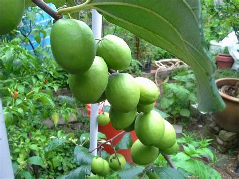 Selain buahnya dapat dikonsumsi, daun bidara ternyata memiliki banyak sekali manfaat. Mini Kebun Belakang Rumah: BUAH BIDARA / APPLE VIETNAM