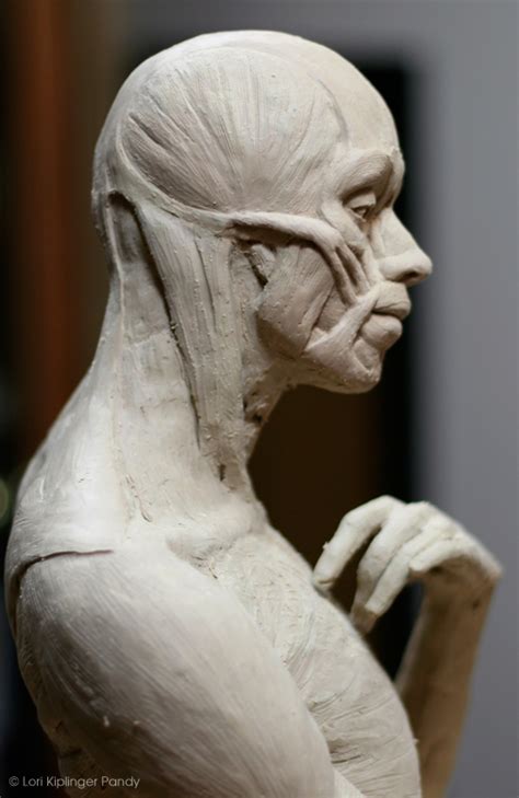 Book series by anatomy for sculptors™. Lori Kiplinger Pandy Sculpture: Ecorche - anatomy study of ...