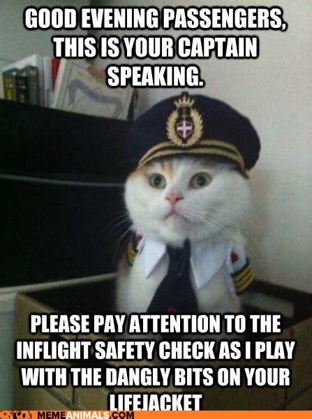 Cats are super cute and funny. Animal Memes: Captain Kitteh - Just Making Sure They Work ...