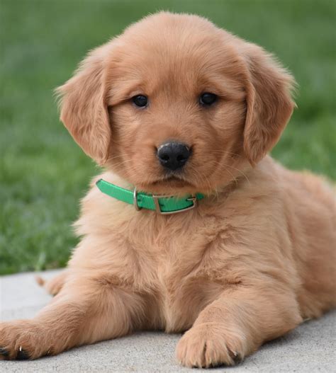 Naming your golden retriever puppy. Golden Retriever Puppies California For Sale - Animal Friends