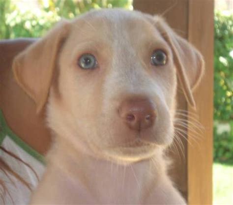 Labrador Podenco Mischling - Lucas, (Rüde) - Zuhause ...
