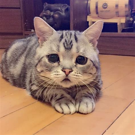  Gambar Kucing Sedih - 81021+ Nama Untuk Kucing Comel, Lucu ...