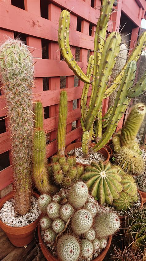 Get the best deal for plant cacti spring cactus & succulent plants from the largest online selection at ebay.com. Cactus SALE! Range of beautiful LARGE and MATURE specimens ...