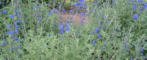 Needs little to no summer water but doesn't mind a little water once or. Salvia Species, Blue Oak Sage, Germander Sage Salvia ...