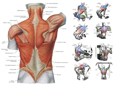Human muscle system, the muscles of the human body that work the skeletal system, that are under voluntary. Back Muscles Anatomy Workout - Image result for back ...