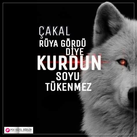 Gençliğin o kayıtsız güveni içinde trevanian katyanın yazı. Kurt İle İlgili Sözler, Kurt Sözleri - Pek Güzel Sözler