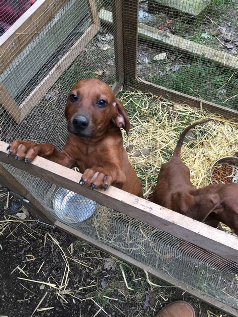 It took until the 1800's for coonhound to actually be established. Redbone Coonhound Puppies For Sale | Hot Springs, NC #284785