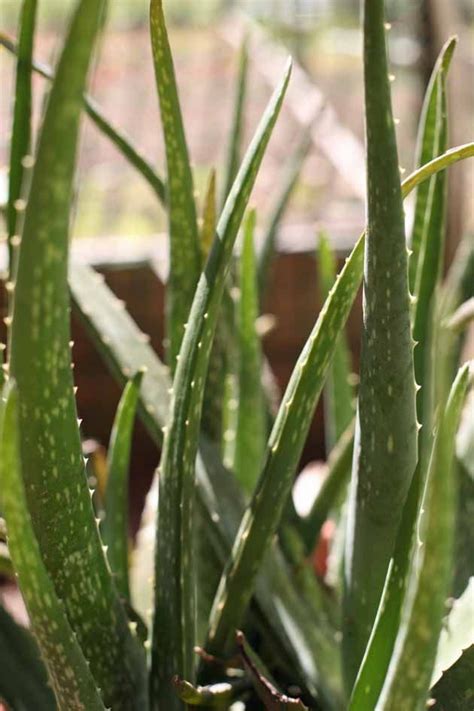 Now that we've mentioned aloe vera. Growing Aloe Vera | Aloe vera plant, Plants, Aloe plant