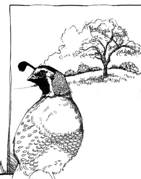 Download and print these quail coloring pages for free. Quail Coloring Page : Color Luna di 2020
