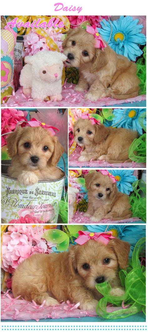 The cavachon is a designer dog breed that is a cross between a cavalier king charles spaniel and a bichon frise. www.cavachonsbydesign.com Cavachon puppies for sale ...
