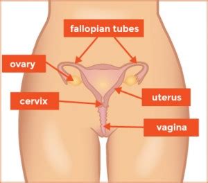 This article looks at female body parts and their functions, and it provides an interactive diagram. Female internal - Body Talk