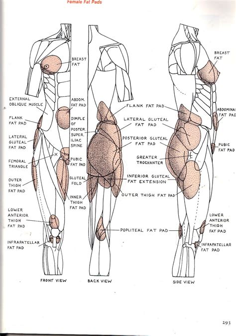 The blood supply that provides circulation to these muscles perforates through to the breast parenchyma, thus also supplying blood to the breast. Foundation Figure