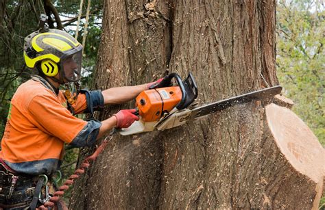 I used the picosure website to find a location near me. Securing Trees from the Sunscald | Tree service, Tree ...