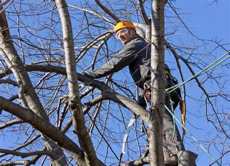 Maybe you would like to learn more about one of these? Tree Service Plano TX | Tree Services