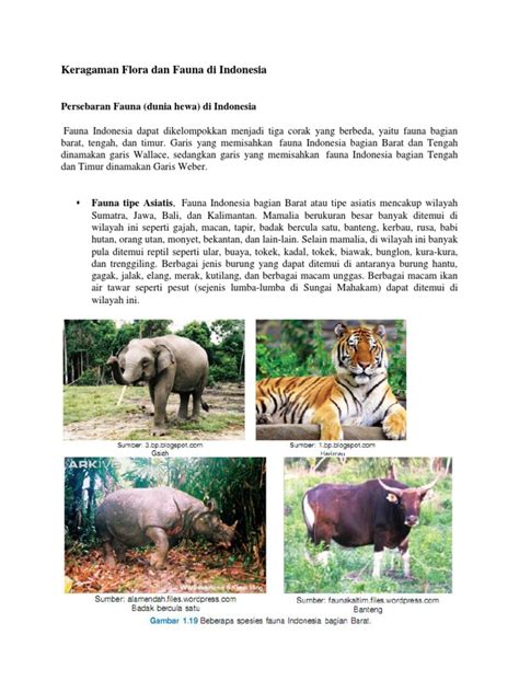 Fauna indonesia tengah merupakan fauna yang tidak terdapat di indonesia bagian barat dan timur sehingga disebut peralihan. Gambar Fauna Di Indonesia Bagian Barat Tengah Dan Timur ...