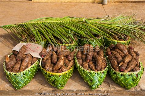 The word 'kuumala' is not tongan in origin. Tongan Sweet Potato : Fact Sheet Sweetpotato Hornworm 027 ...