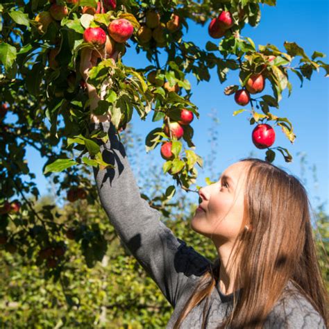 Bei einem waldspaziergang frisch gepflücktes beerenobst zu naschen, das ist schon etwas köstliches! St. Ingbert: VHS-Gartenreihe „Obstbäume im heimischen ...