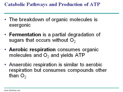 Starch and monosaccharides are important fuel molecules as well as building blocks for nucleic acids. Cellular Respiration Harvesting Chemical Energy - Presentation Biology - SliderBase