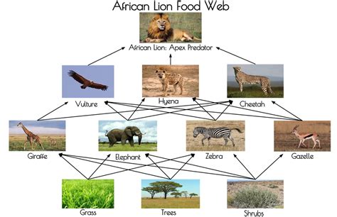 Living things are linked through their food. other animals that live in the area & food web