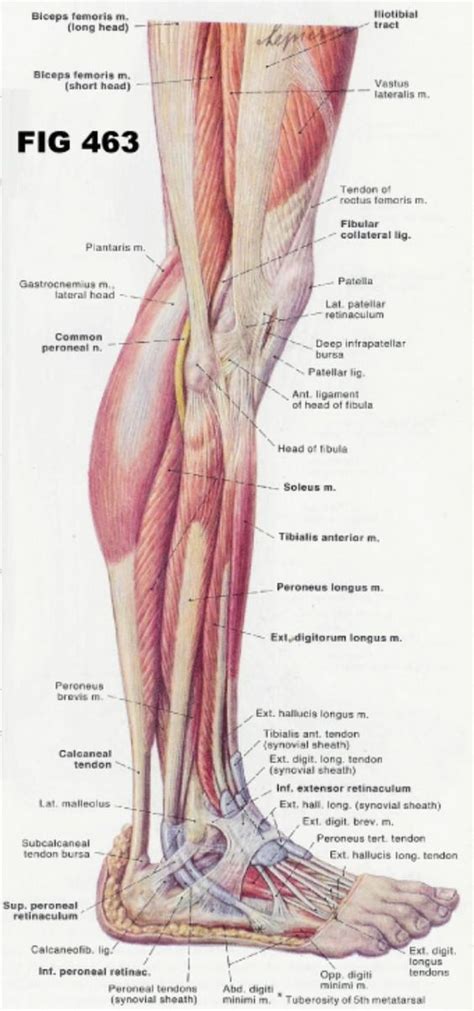 Deigram of outside leg muscles. Human Leg Muscles Diagram Muscles Of The Human Leg Diagram ...