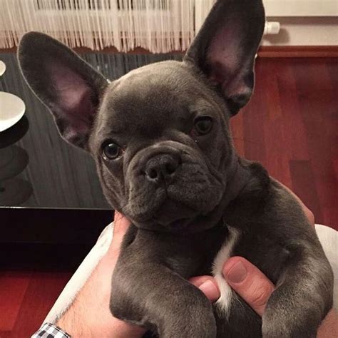 French bulldog puppies and dogs. 1000+ images about french bulldogs on Pinterest | Puppys ...
