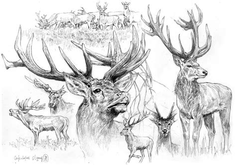 Comme dans toutes nos fiches de dessin, il faut commencer par dessiner les volumes les plus importants (étape 1) et finir avec les petits détails et le positionnement des ombres (étape 6). croquis de cerfs - Recherche Google | Pencil drawings of animals, Animal sketches, Animal drawings