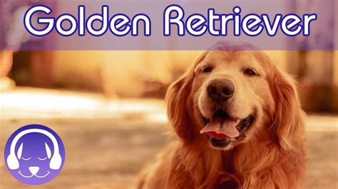 Maybe you would like to learn more about one of these? Dog TV: For Golden Retrievers! Relax Your Golden ...