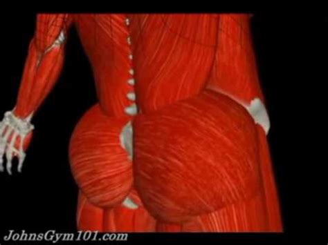 But, your soleus muscle in your lower leg and muscles in your. Human Anatomy - Your muscles - YouTube