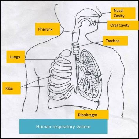 Oral cavity the nasal cavity is separated from the oral cavity (interior of the mouth) by the hard palate. Respiration in Organisms | Respiratory system, Nasal cavity