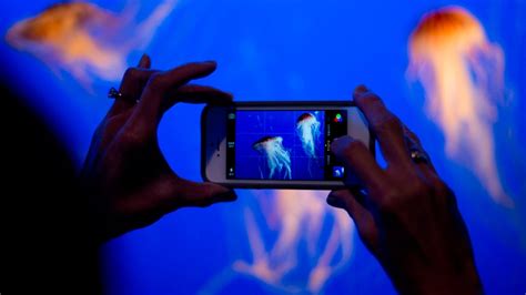 2.66mb, beautiful jellyfish in vancouver aquarium picture with tags: Whales, dolphins will no longer be displayed at Vancouver ...