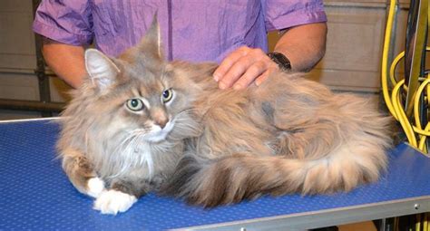 Please note this is none refundable. Maine Coon Cat Price Usa