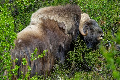 Gratis for kommersiell bruk ingen attribusjon kreves ingen opphavsrett. Naturfoto Einar Hugnes: En rolig moskus på nært hold