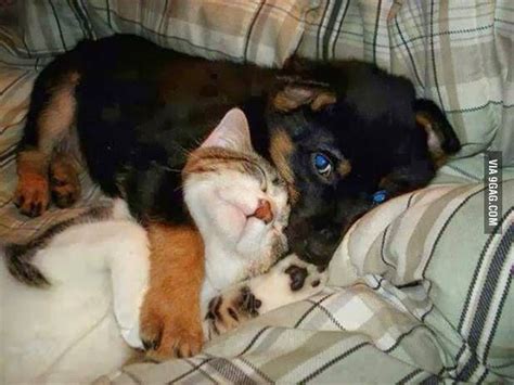 If you have separated a mommy cat and her grown kittens for more than a day, you might be surprised to find her less than tolerant but she can still experience a sense of loss at their separation, especially if her babies are taken away prematurely. I like to see my dog and cat get along | Funny animals ...