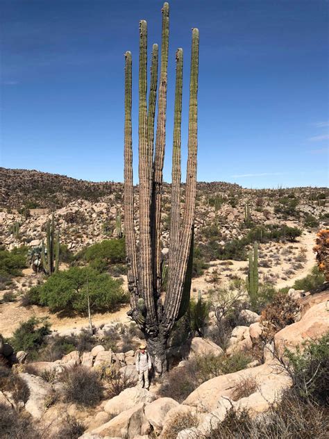 You can start with morning sun which is less intense and better tolerated by most succulents and work your way up to the more intense afternoon sun. Did you guys know how big cactus can get? That's me at the ...