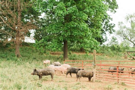 Apply for a sunrise natural foods packing personnel job in sugar land, tx. All-Natural Meat - Sunrise Farms