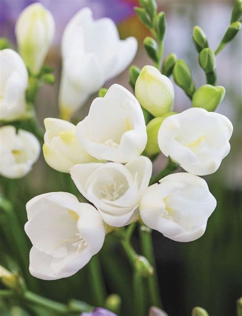 Maybe you would like to learn more about one of these? Glowing white, fragrant flowers. Freesias are a spring ...