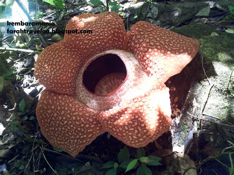 Rafflesia arnoldii, salah satu jenis rafflesia, memang tanaman dengan bunga terbesar di dunia yang saat mekar diameternya mencapai. Blog Kembara Mania: Meet The Biggest Flower in the World ...