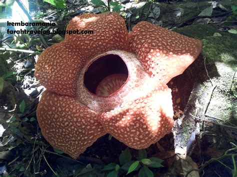 Rafflesia zollingeriana kds yang ditemukan di blok krecek, seksi pengelolaan taman nasional (sptn) wilayah ii ambulu, taman nasional meru bunga r. Blog Kembara Mania: Meet The Biggest Flower in the World ...