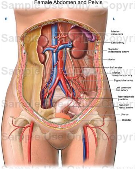 A collection of anatomy notes covering the key anatomy concepts that medical students need to learn. Female Abdomen and Pelvis - Medical Illustration, Human Anatomy Drawing, Anatomy Illustration
